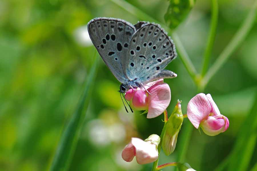 Maculinea arion? - Phengaris arion